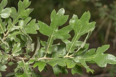 Hawthorn (Crataegus aronia)