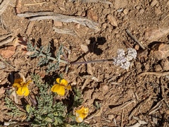 Lomatium nevadense