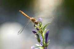 Sympetrum striolatum