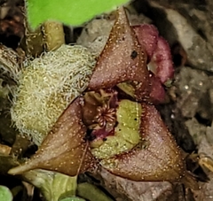 Asarum canadense
