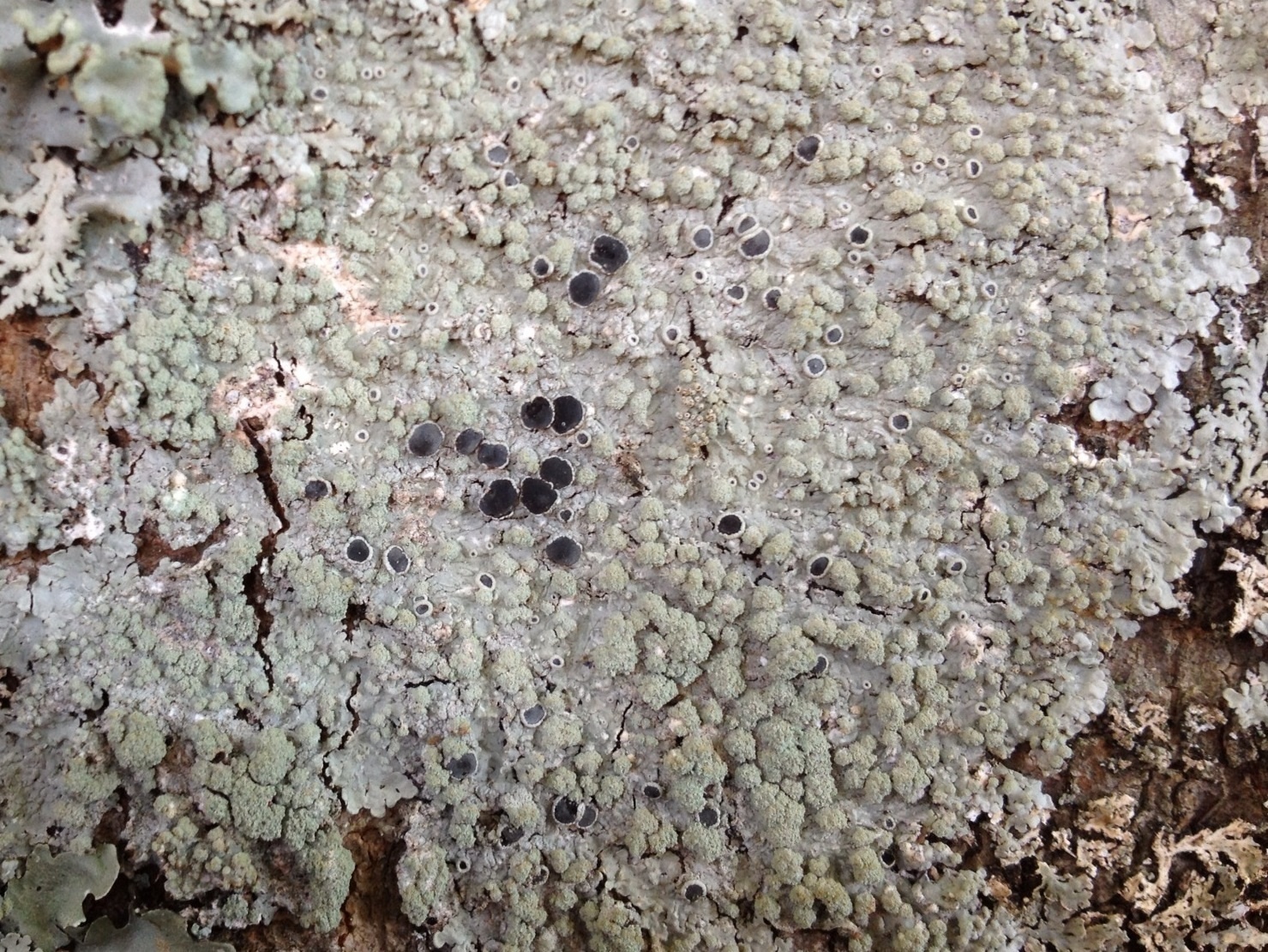 Physcia tribacioides image