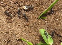 Camponotus cinctellus