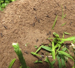 Camponotus cinctellus