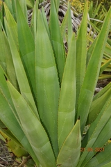 Agave fourcroydes