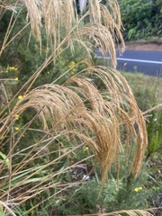 Miscanthus nepalensis