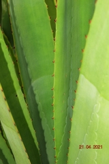 Agave fourcroydes