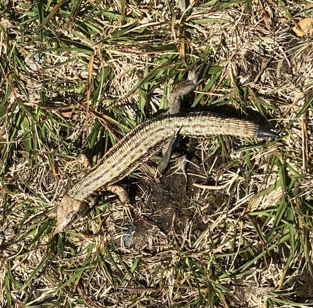 April Lizard Viviparous Lizard from Snowdonia National Park, Caernarfon, Wales, GB ...