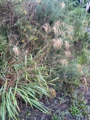 Miscanthus nepalensis
