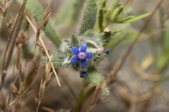 Anchusa aggregata