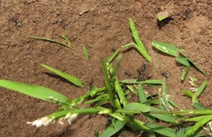 Camponotus cinctellus