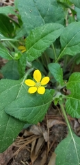 Chrysogonum