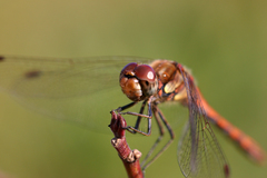Sympetrum striolatum