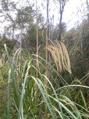 Miscanthus nepalensis