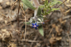 Anchusa aggregata