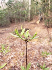 Rhododendron alabamense