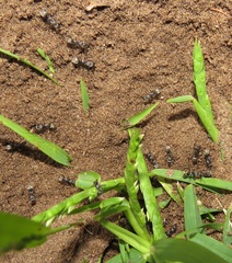 Camponotus cinctellus
