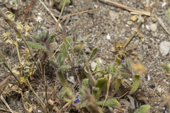 Anchusa aggregata