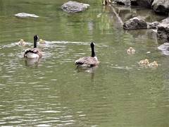 Branta canadensis