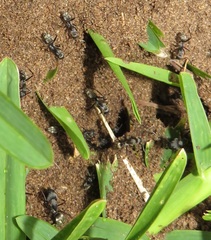 Camponotus cinctellus