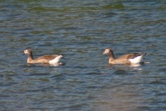 Anser anser × Branta canadensis