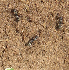 Camponotus cinctellus