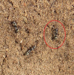 Camponotus cinctellus