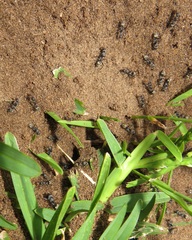 Camponotus cinctellus