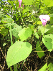 Ipomoea regnellii