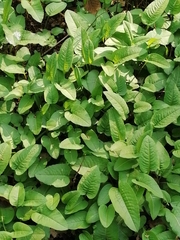 Bistorta officinalis