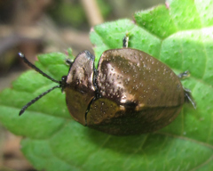 Polychalma multicava