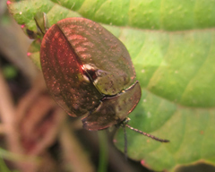 Polychalma multicava