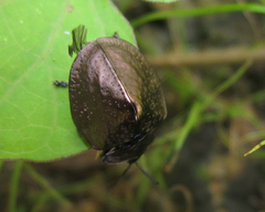 Polychalma multicava
