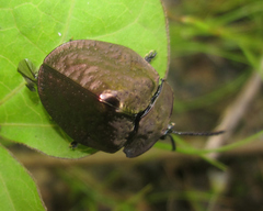 Polychalma multicava