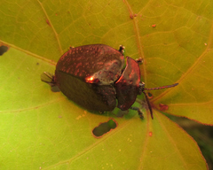 Polychalma multicava