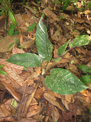 Goeppertia metallica