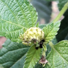 Parrhasius polibetes