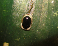 Aslamidium semicirculare