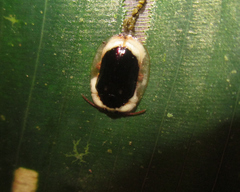 Aslamidium semicirculare