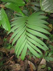 Chamaedorea linearis