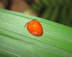 Calyptocephala attenuata