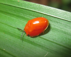 Calyptocephala attenuata