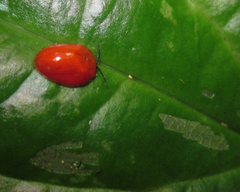 Calyptocephala attenuata