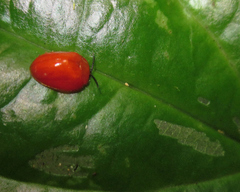 Calyptocephala attenuata