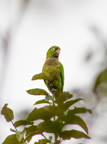 Olive-throated Parakeet