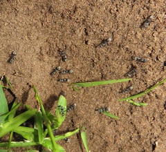 Camponotus cinctellus