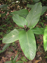 Goeppertia marantifolia
