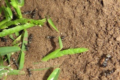 Camponotus cinctellus