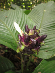 Goeppertia marantifolia