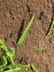 Camponotus cinctellus