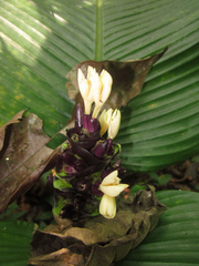 Goeppertia marantifolia